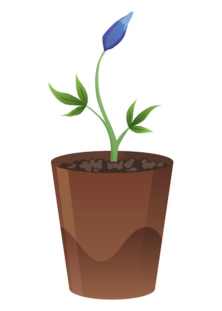 Flower growth stage in brown pot on white background Vector illustration phase sprout of small flower