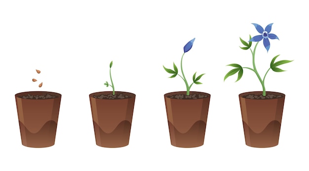 Flower growth stages in brown pot on white background Phases from seed to sprout and bloom Vector illustrations of sowing plant in soil