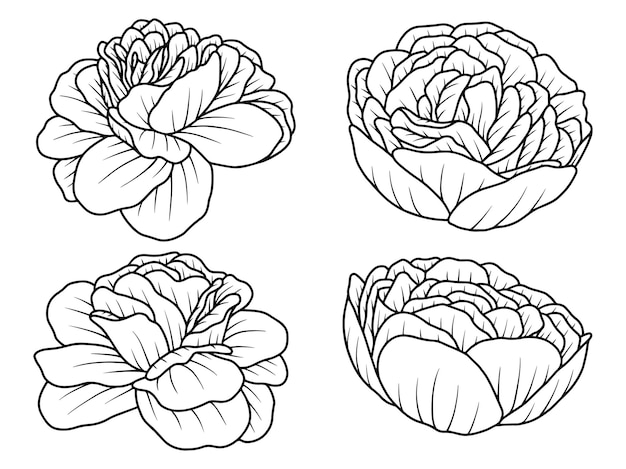 Flower Hand drawn sketch line art illustration