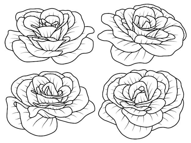 Flower Hand drawn sketch line art illustration