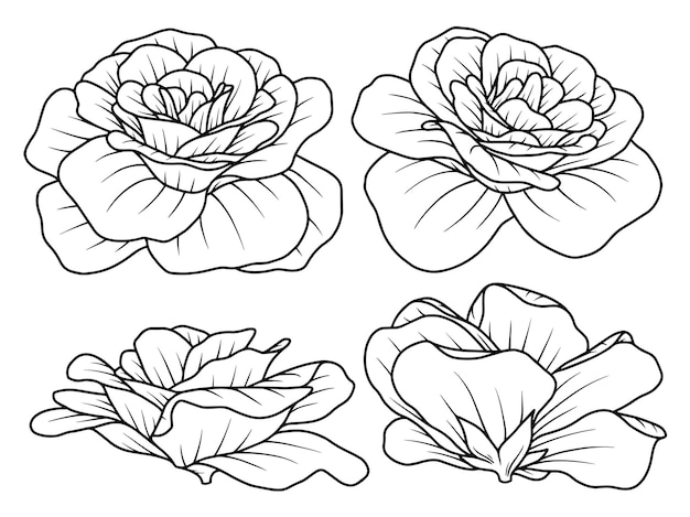 Flower Hand drawn sketch line art illustration