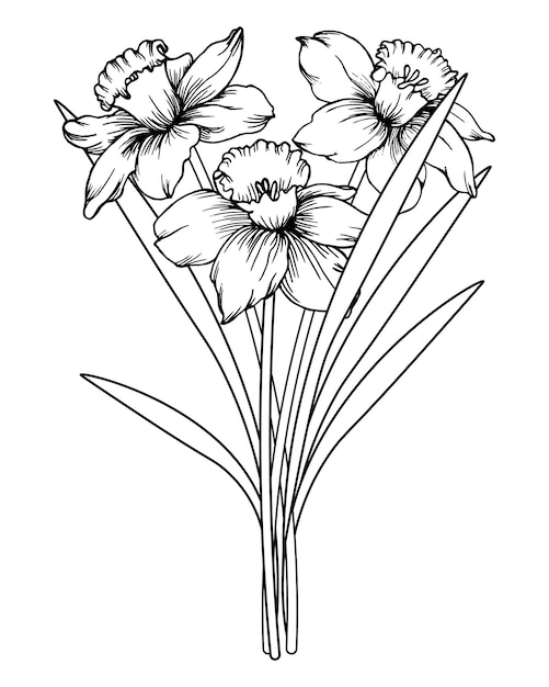 Flower illustration hand drawn bouquet of daffodils Black and white line drawing