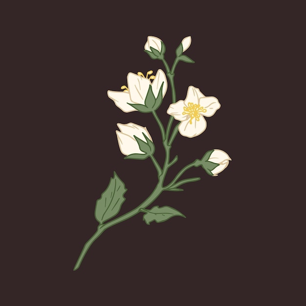 flower, jasmine, white, mock orange, elegant, background, black, blooming, blossom, botanical, botany, branch, bud, colored, contour, dark, decor, decorative, delicate, design element, drawing, elemen