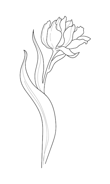 Flower in line art style Minimalist Vector Illustration of Tulip outline Contour drawing of Plant