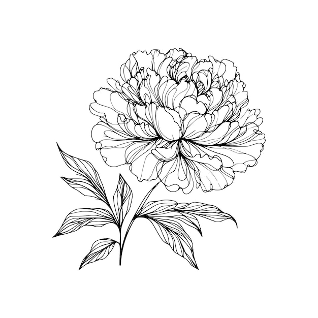 Vector flower line drawing peony