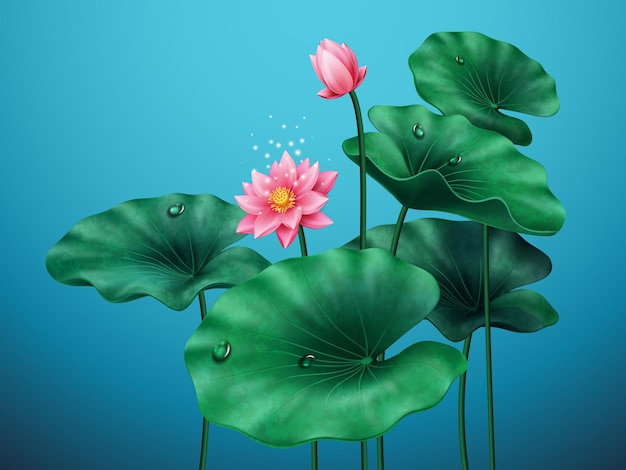 Flower of lotus with leaves on blue background