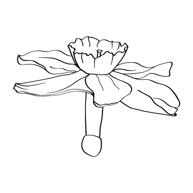 Flower narcissus The botanical element is hand drawn with a black outline on a white background