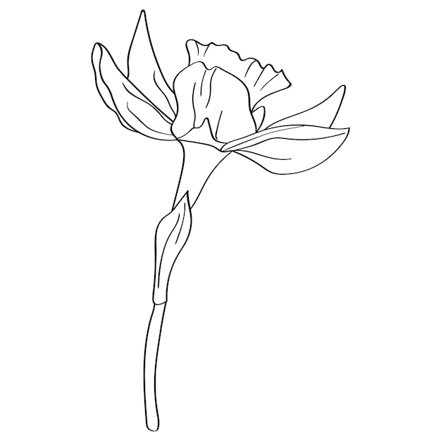 Vector flower narcissus the botanical element is hand drawn with a black outline on a white background