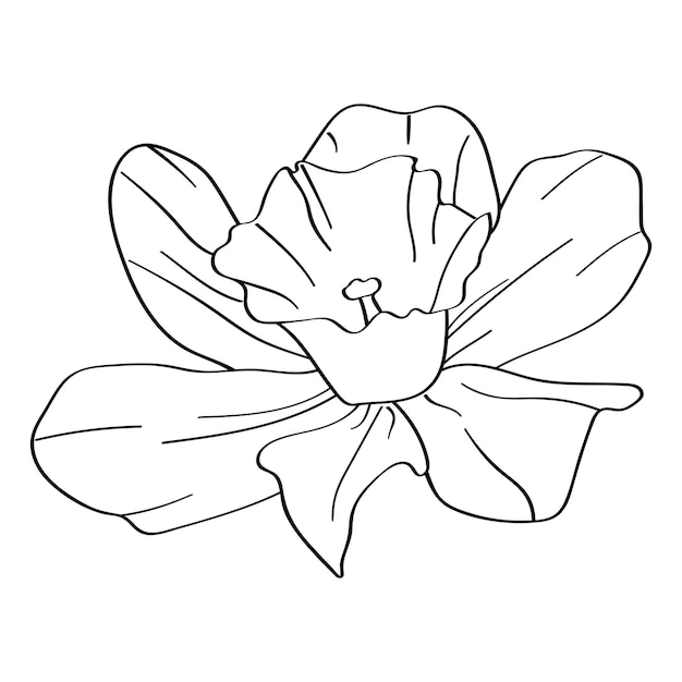 Vector flower narcissus the botanical element is hand drawn with a black outline on a white background