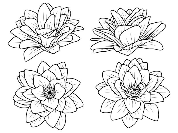 flower rose line art sketch