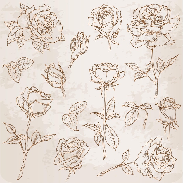 Flower Set Detailed Hand Drawn Roses