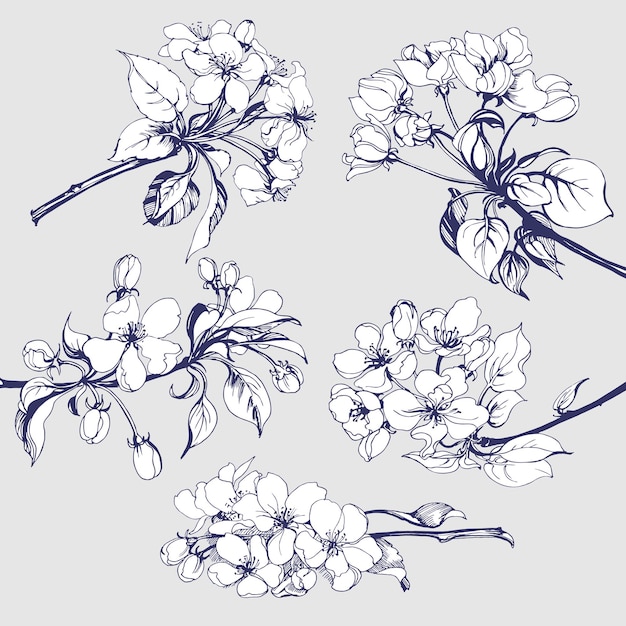 Flower set: Sketch of blossoming Apple tree branch. element for your design. Vector illustration