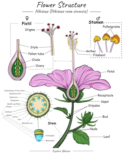 Flower structure