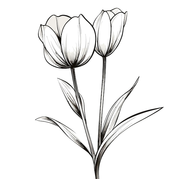 flower tulip vector