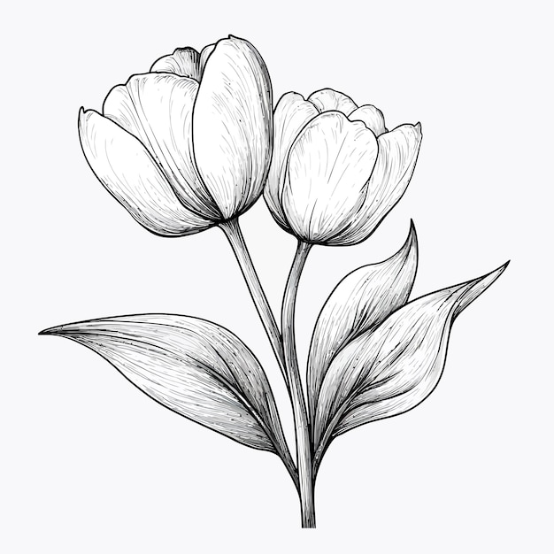 flower tulip vector