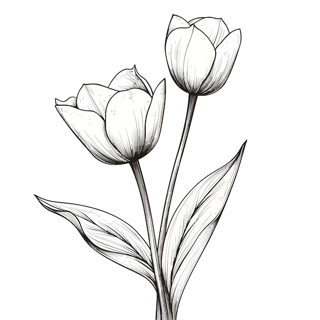 Vector flower tulip vector