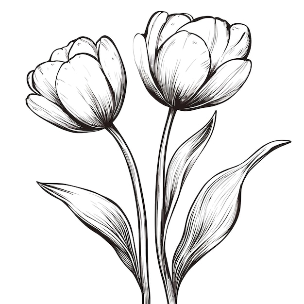 flower tulip vector