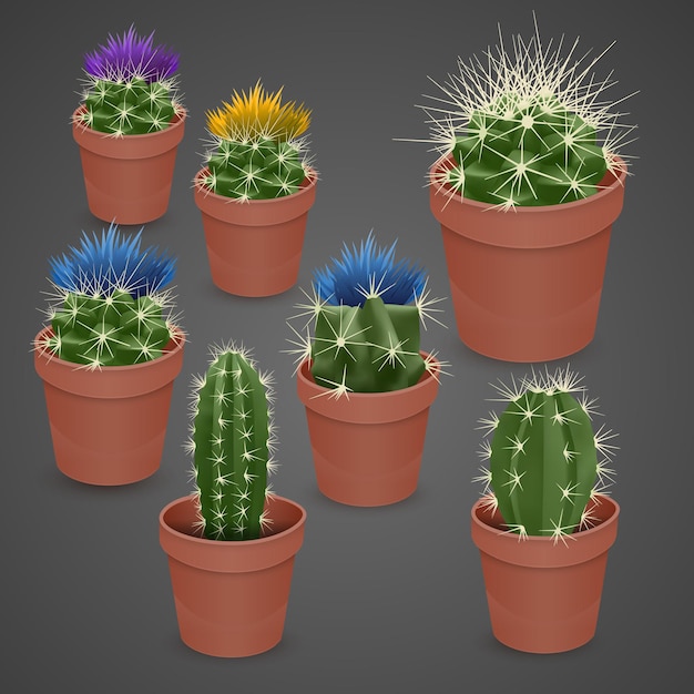 Flowering Cactus isolated on dark background