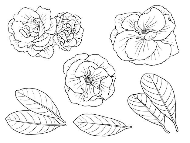 Flowers arrangement with hand drawn line art