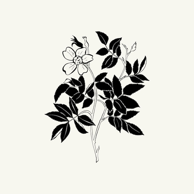 Flowers, Botanica illustration. Black ink, line, doodle style.