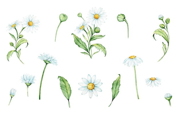 Vector flowers branches and chamomile leaves watercolor set plants on an isolated background