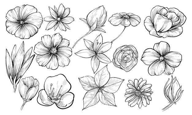 flowers handdrawn collection