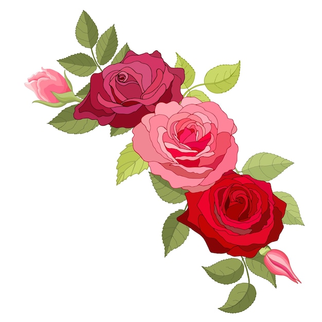 Flowers set The rose elegant card Vector illustration