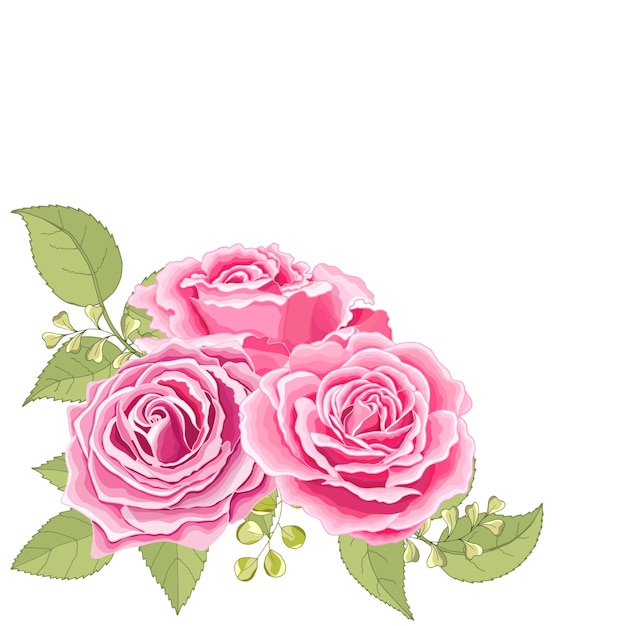 Flowers set The rose elegant card Vector illustration