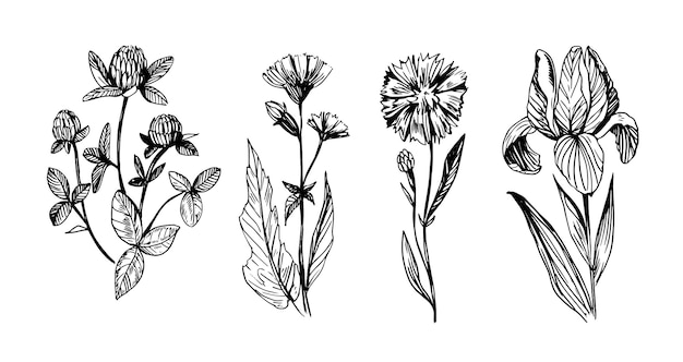 Flowers sketch illustration