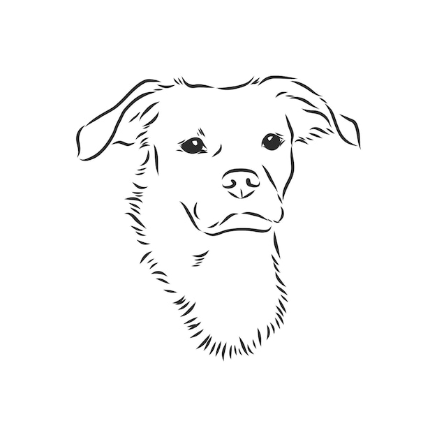 Fluffy mongrel dog vector hand drawing illustration