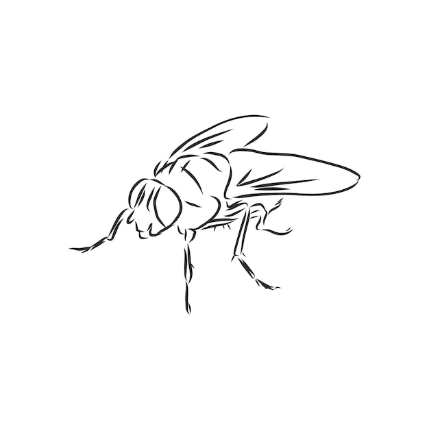 Fly insect  vintage vector design element illustration fly vector sketch illustration