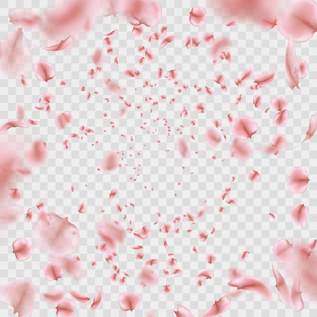 Fly pink Sakura petals effect  on transparent background.  