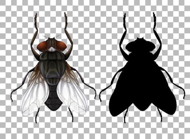 Fly on transparent background