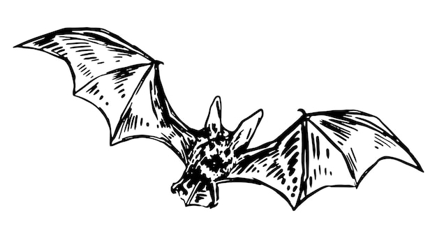 Flying bat sketch Realistic ink drawing of nocturnal wild animal Halloween hand drawn vector illustration Retro outline clipart for decor isolated on white