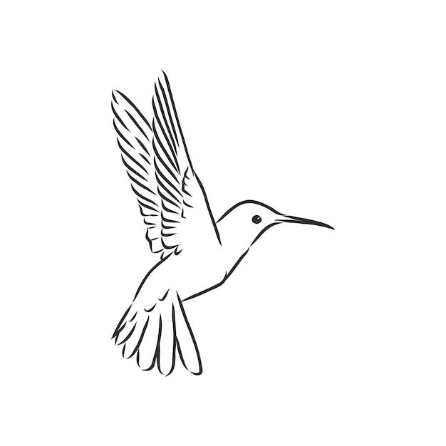 Flying bird Hummingbird, vector sketch illustration hand drawn