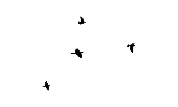 Vector flying birds vector and illustration