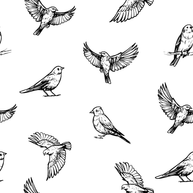 Flying birds Vector sketch illustration on transparent background