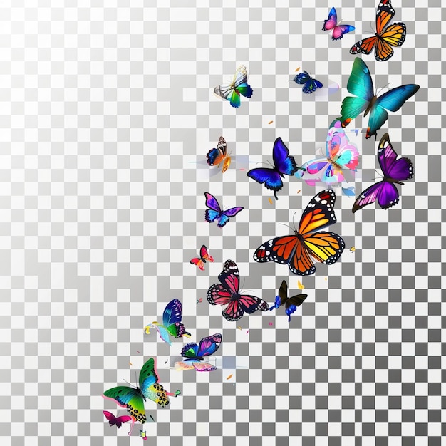 Vector flying butterflies colorful butterfly isolated on transparent background