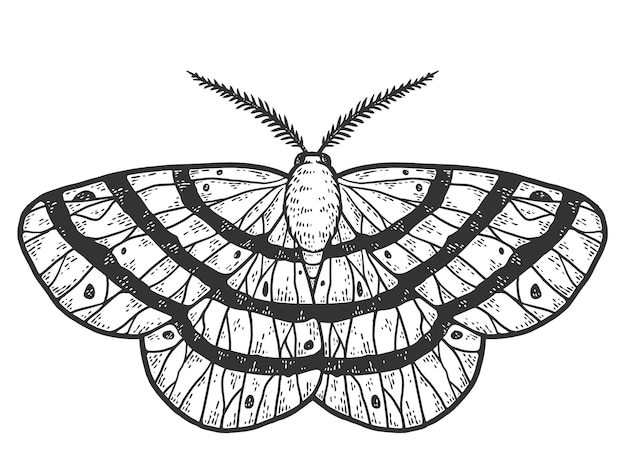 Flying insect moth Sketch scratch board imitation Black and white