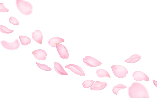 Flying sakura petals spring background