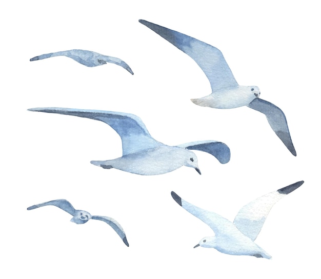 Flying seagulls flock isolated on white background Watercolor illustration Set of hand drawn watercolor birds