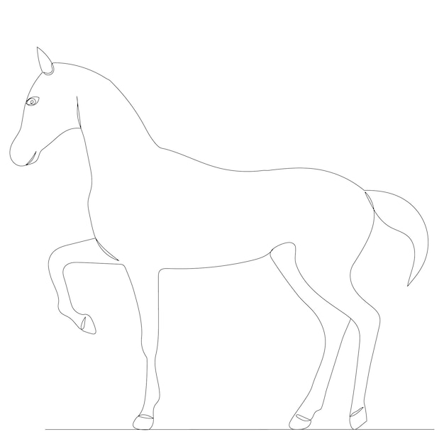 Foal line drawing sketch, isolated, vector