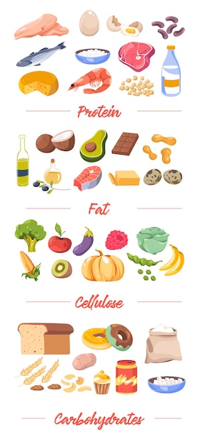 Food by type proteins and fat cellulose vector