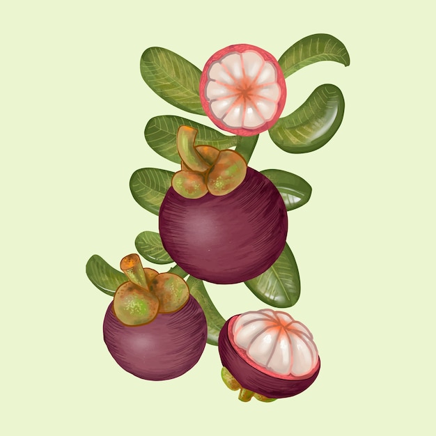 Vector food nature green leaf mangosteen purple