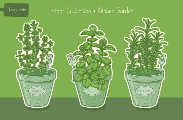 Vector food organic plants for kitchen garden