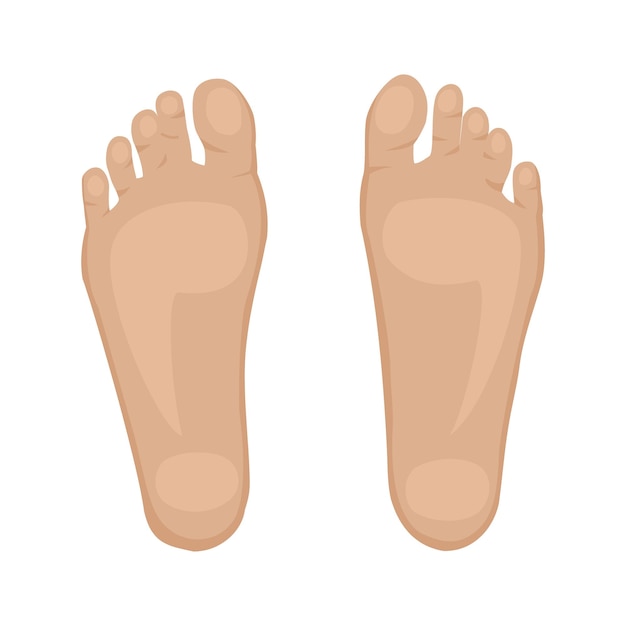 Foot Sole vector Human organs digital design graphic 2d hd illustration