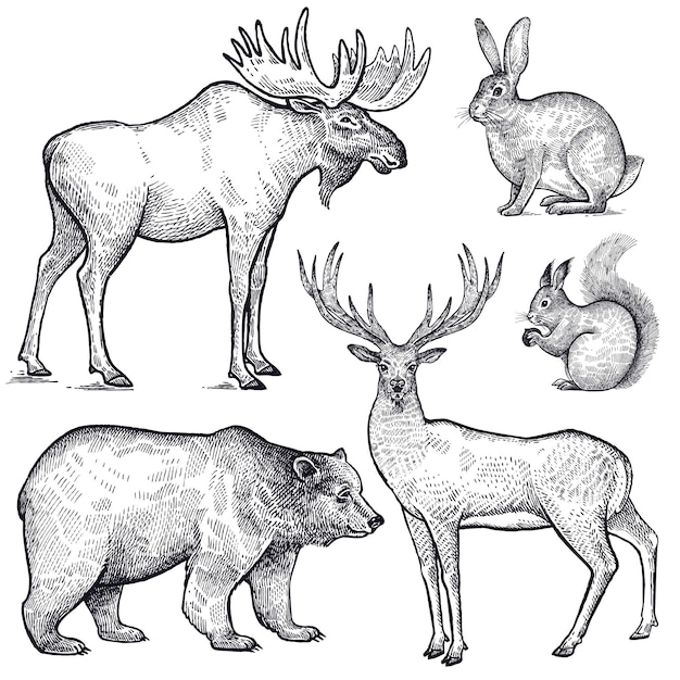 Vector forest animals bear deer elk squirrel and hare illustration