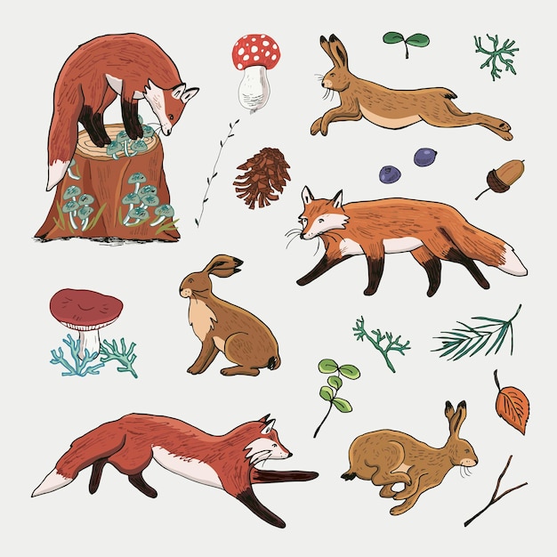 Forest animals fox and hare vector illustrations set