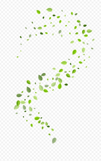 Forest Leaves Fresh Vector Transparent Background. Swirl Foliage Wallpaper. Mint Greens Tree Brochure. Leaf Forest Illustration.