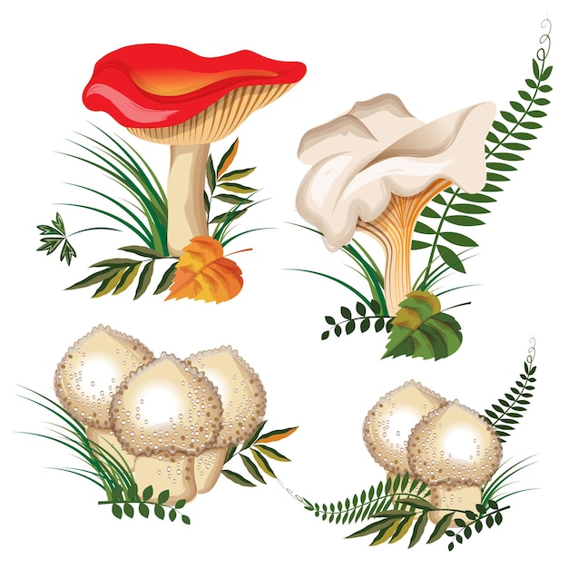 Forest mushroom set 3